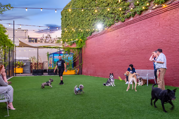 SoFa Dog Park photo 1